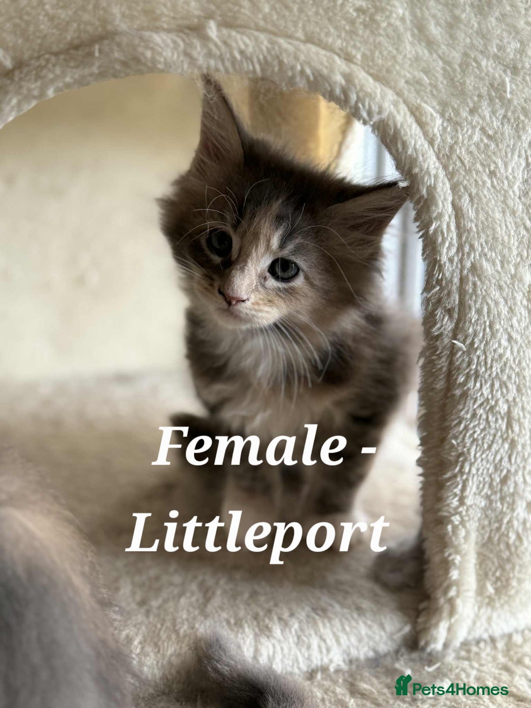 Maine Coon cats for sale: Stunning TICA Purebred Pedigree Maine Coon Kittens - Image 9