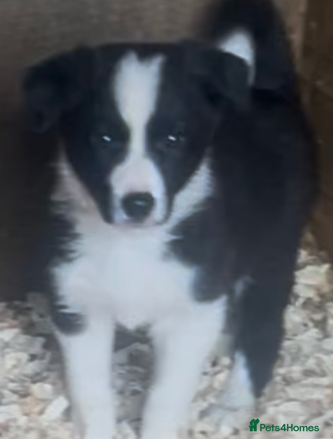 Border Collie dogs Border Collie Puppies - Advert 2