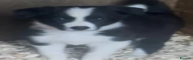 Border Collie 1