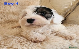 Sealyham Terrier dogs for sale: Sealyham terrier puppy’s  - Image 9