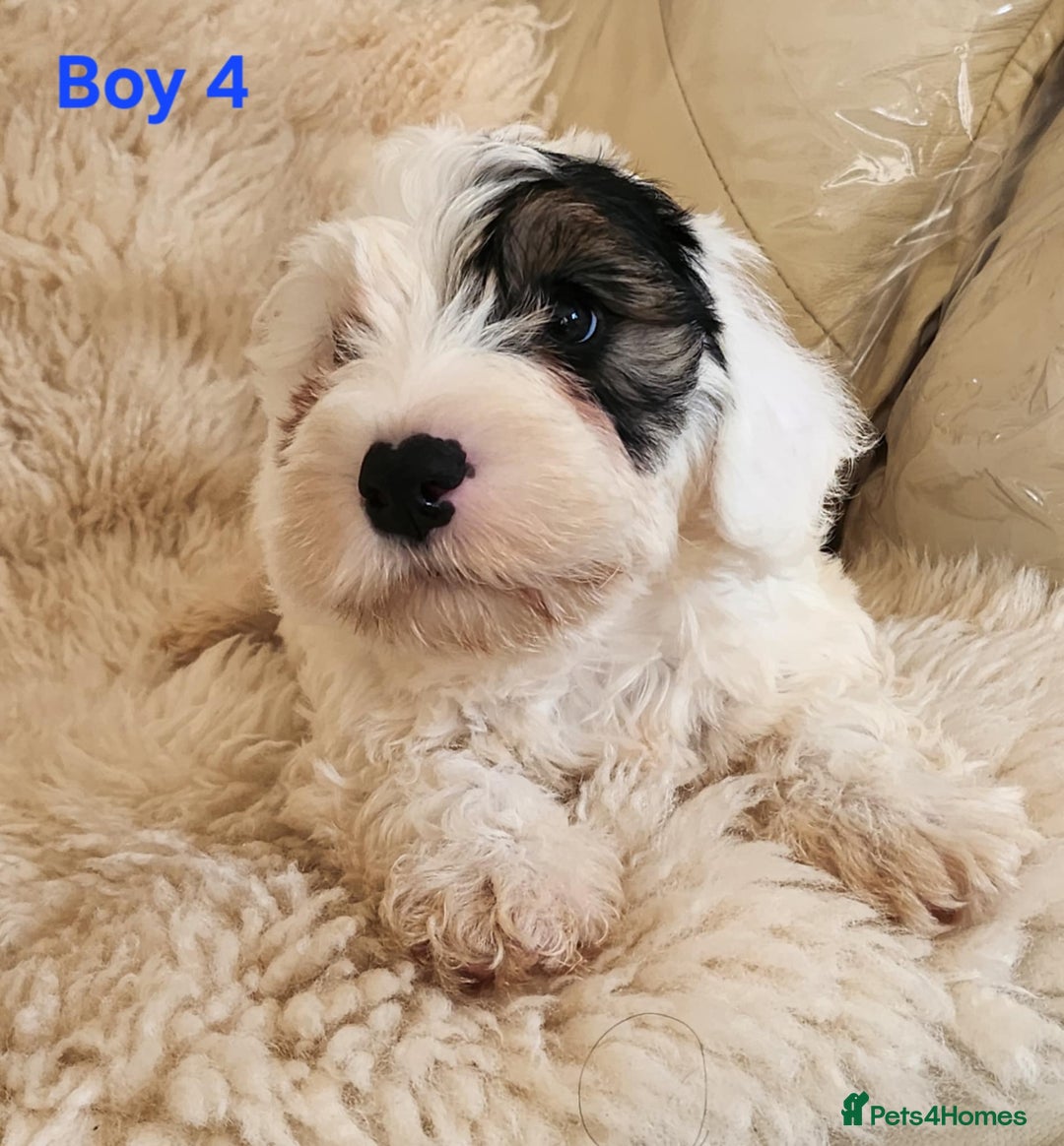 Sealyham Terrier dogs for sale: Sealyham terrier puppy’s  - Image 9