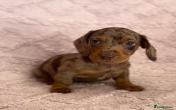Miniature Dachshund dogs for sale: One Dapple Boy Remains  - Image 2