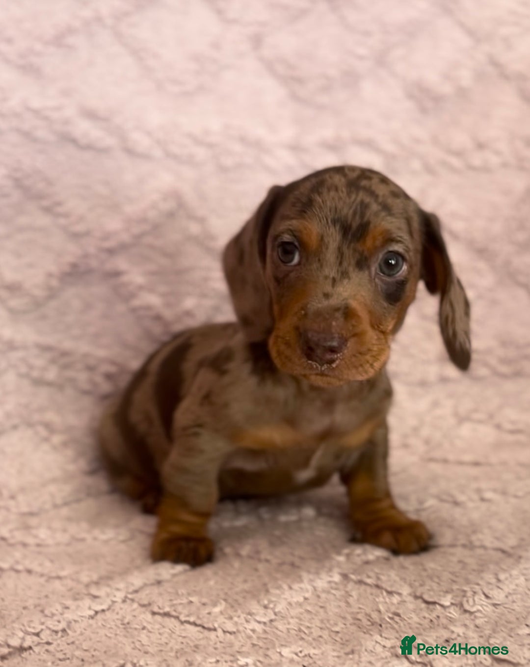 Miniature Dachshund dogs for sale: One Dapple Boy Remains  - Image 2