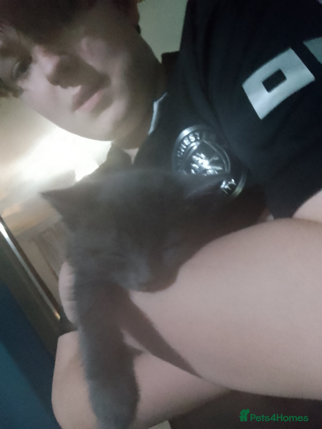 Mixed Breed cats for sale: Beautiful kittens  - Advert 17