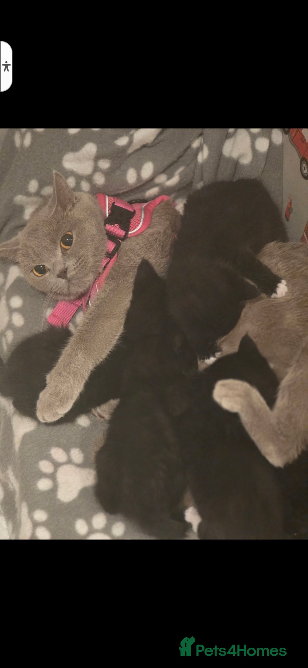 British Shorthair cats for sale: Lovely kittens  - Image 28