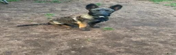 Belgian Shepherd Dog dogs for sale: Belgian malanois Shepard k9 in Birmingham - Advert 6