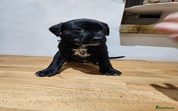 Mixed Breed dogs for sale: Litter of 7 dalmatian cross puppies - Image 18