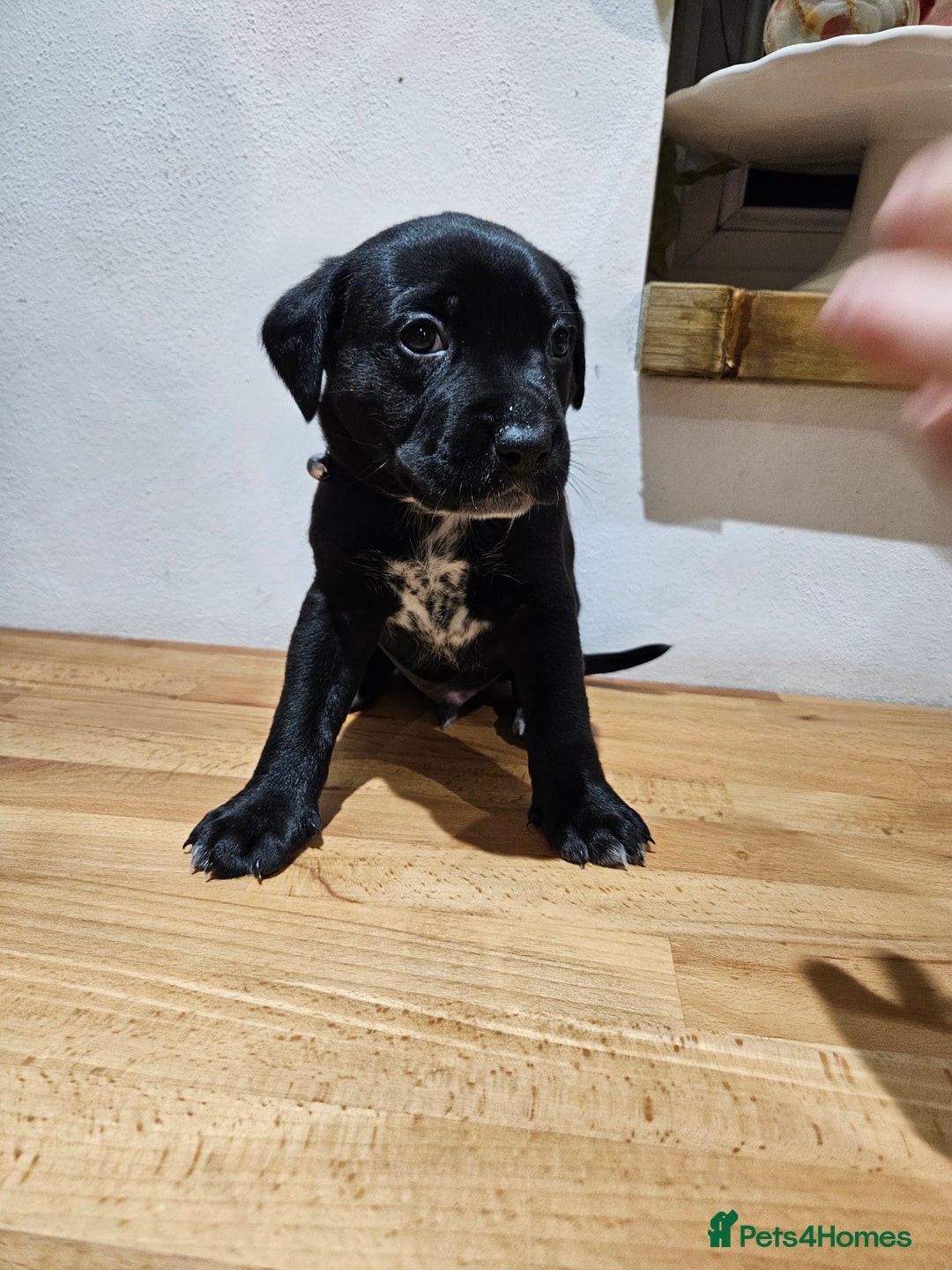 Mixed Breed dogs for sale: Litter of 7 dalmatian cross puppies - Image 18