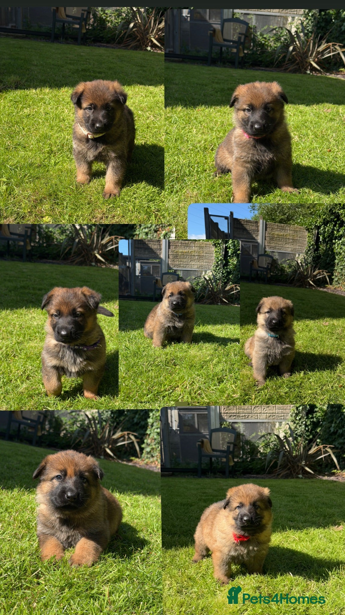 German Shepherd dogs GSD pups - Advert 1