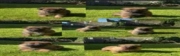 German Shepherd dogs for sale: GSD pups - Advert 1