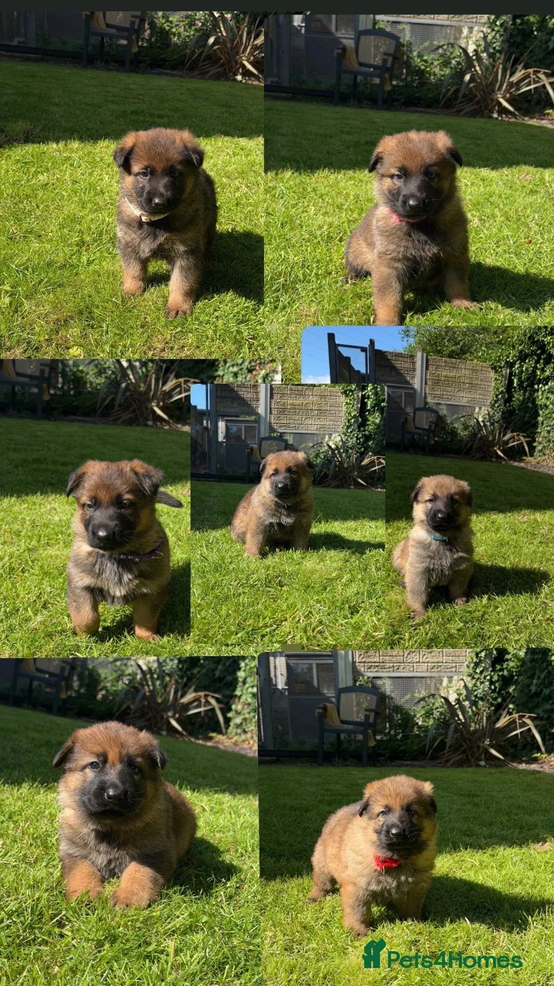 German Shepherd dogs for sale: GSD pups - Advert 1