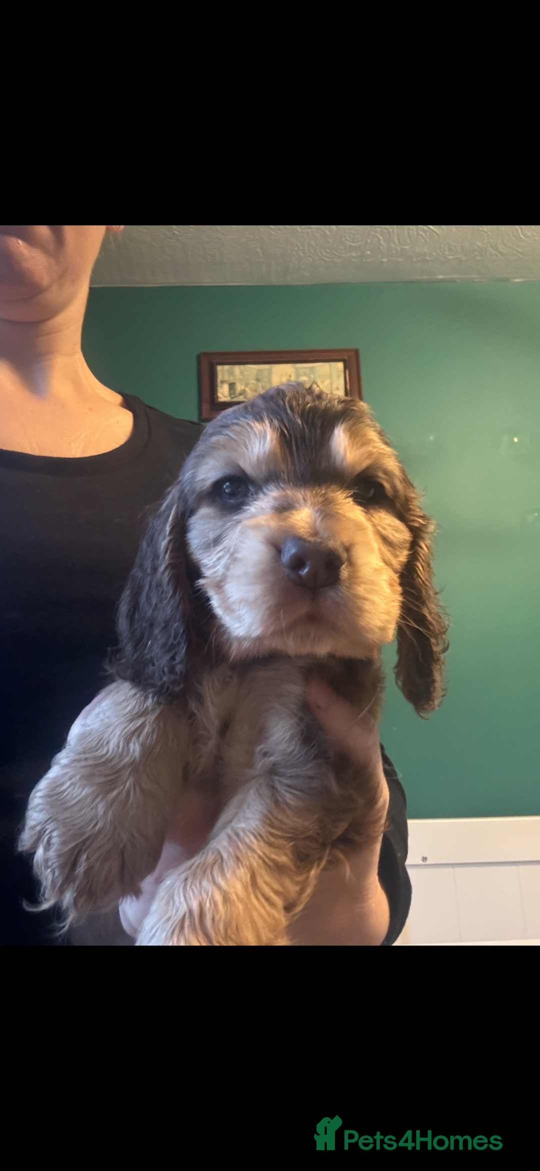 Cocker Spaniel dogs for sale: ✨ Gorgeous Litter of 6 Show Cocker Spaniels✨ - Advert 2