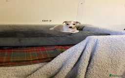 Whippet dogs for sale: Whippets  - Image 1