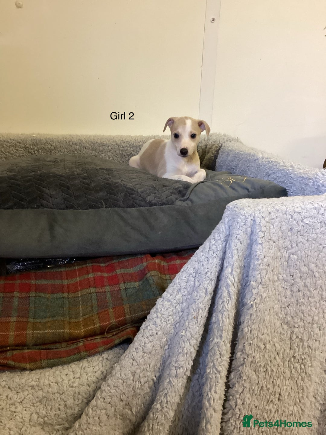 Whippet dogs for sale: Whippets  - Image 1