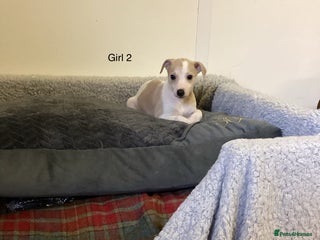 Whippet dogs - Advert 21