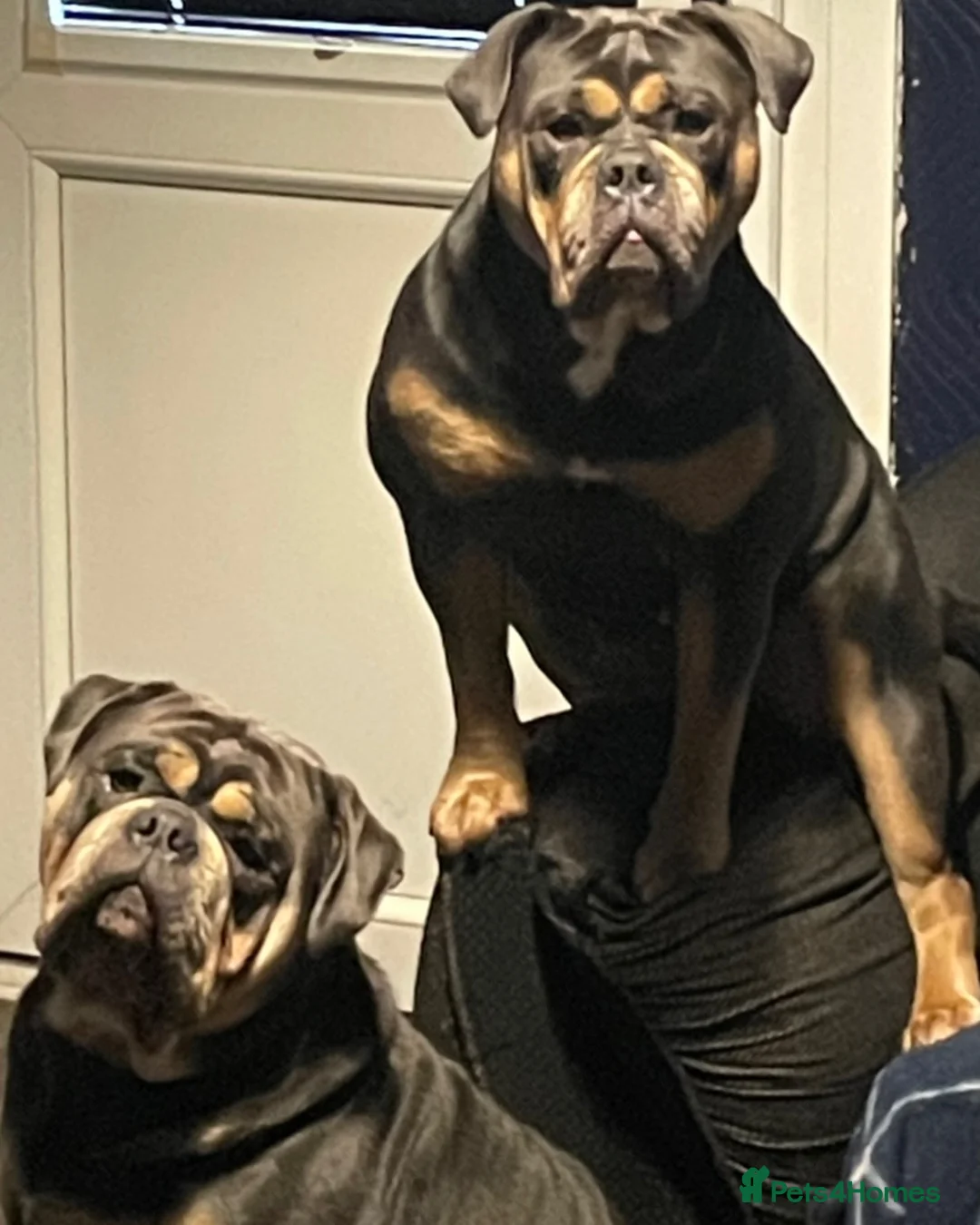 Olde English Bulldogge dogs for stud: Proven fluffy gene carrier health tested  - Advert 8