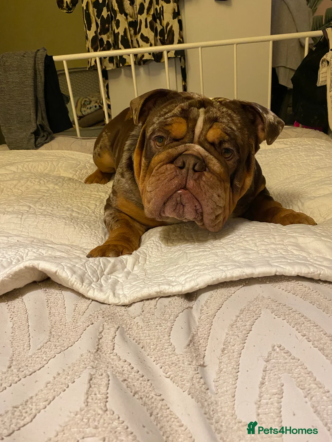 English Bulldog dogs for stud: 💙🍫FRANK🍫💙 in Southampton - Advert 20