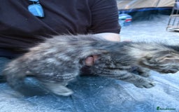 Domestic Shorthair cats for sale: ONLY ONE LEFT 4 gorgeous kittens ready to go - Image 2