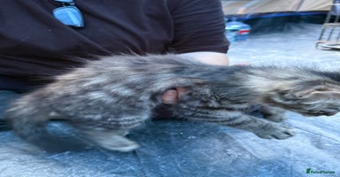 Domestic Shorthair cats - Advert 6