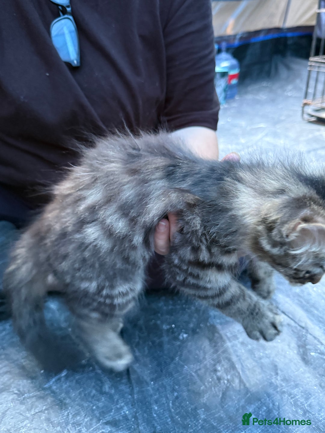 Domestic Shorthair cats for sale: ONLY ONE LEFT 4 gorgeous kittens ready to go - Image 2