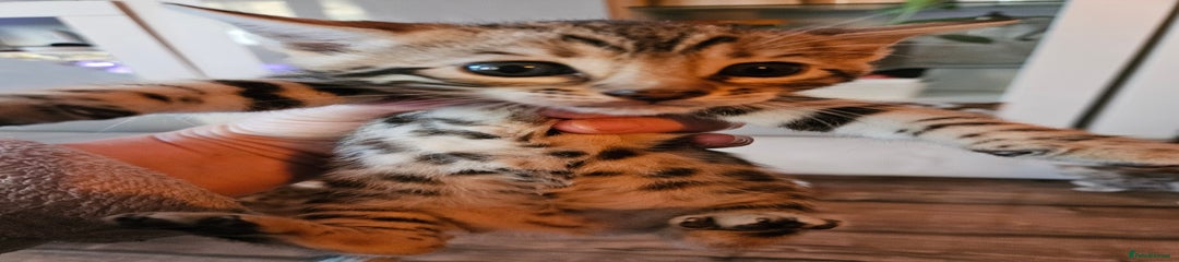Bengal Kitten 1