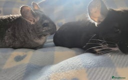 Chinchilla rodents for sale: Bonded mother and daughter pair - Image 3