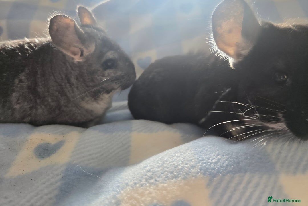 Chinchilla rodents for sale: Bonded mother and daughter pair - Image 3