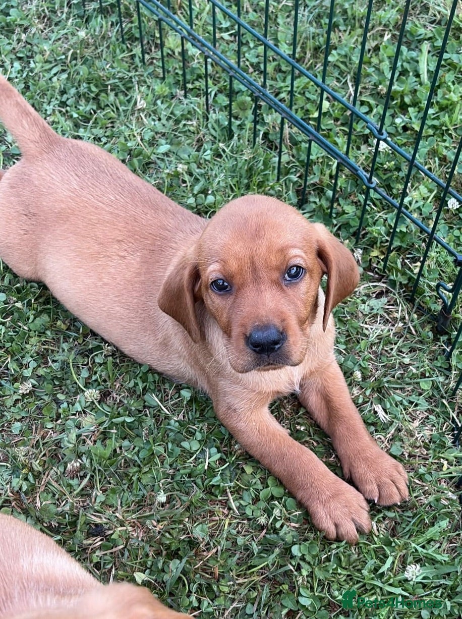 Labrador Retriever dogs 1 beautiful female Fox red Labrador for sale - Advert 2