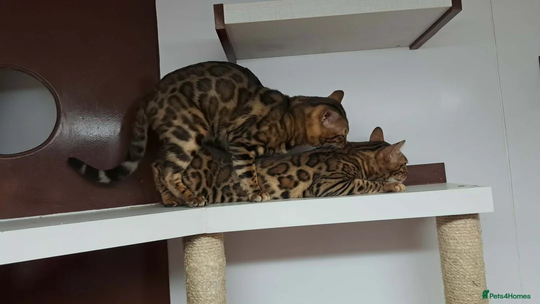 Bengal cats for stud: Bengal cat for stud, Fabio. - Advert 2