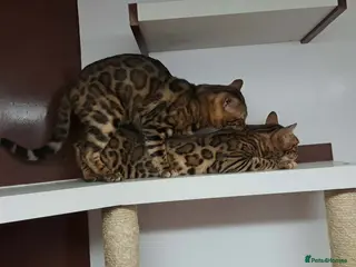 Bengal cats Bengal cat for stud, Fabio. - Advert 3