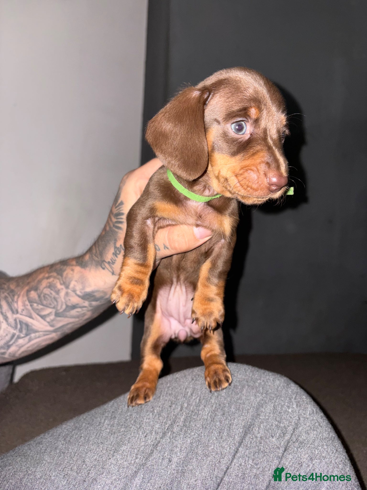 Miniature Dachshund dogs LAST GIRL LEFT – choc & tan Girl Available - Advert 10