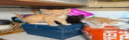 Mixed Breed cats for sale: Kittens - Mixed Litter in Hounslow - Advert 10