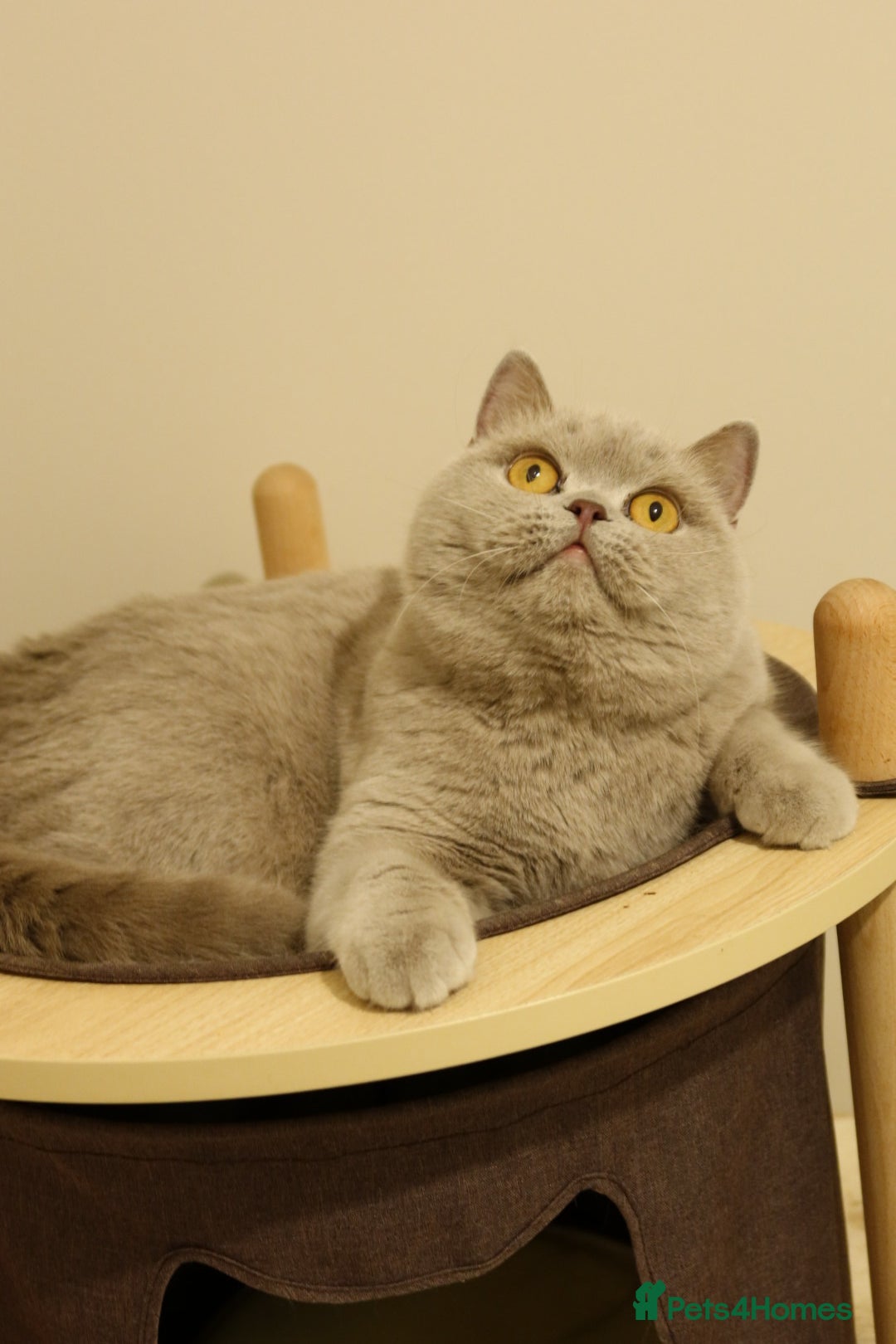 British Shorthair cats for sale: Wonderful liliac girl British shorthair    - Advert 6