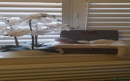 Scottish Fold cats for sale: 😻 Adorable Scottish Fold Kittens For Sale😻 - Image 14