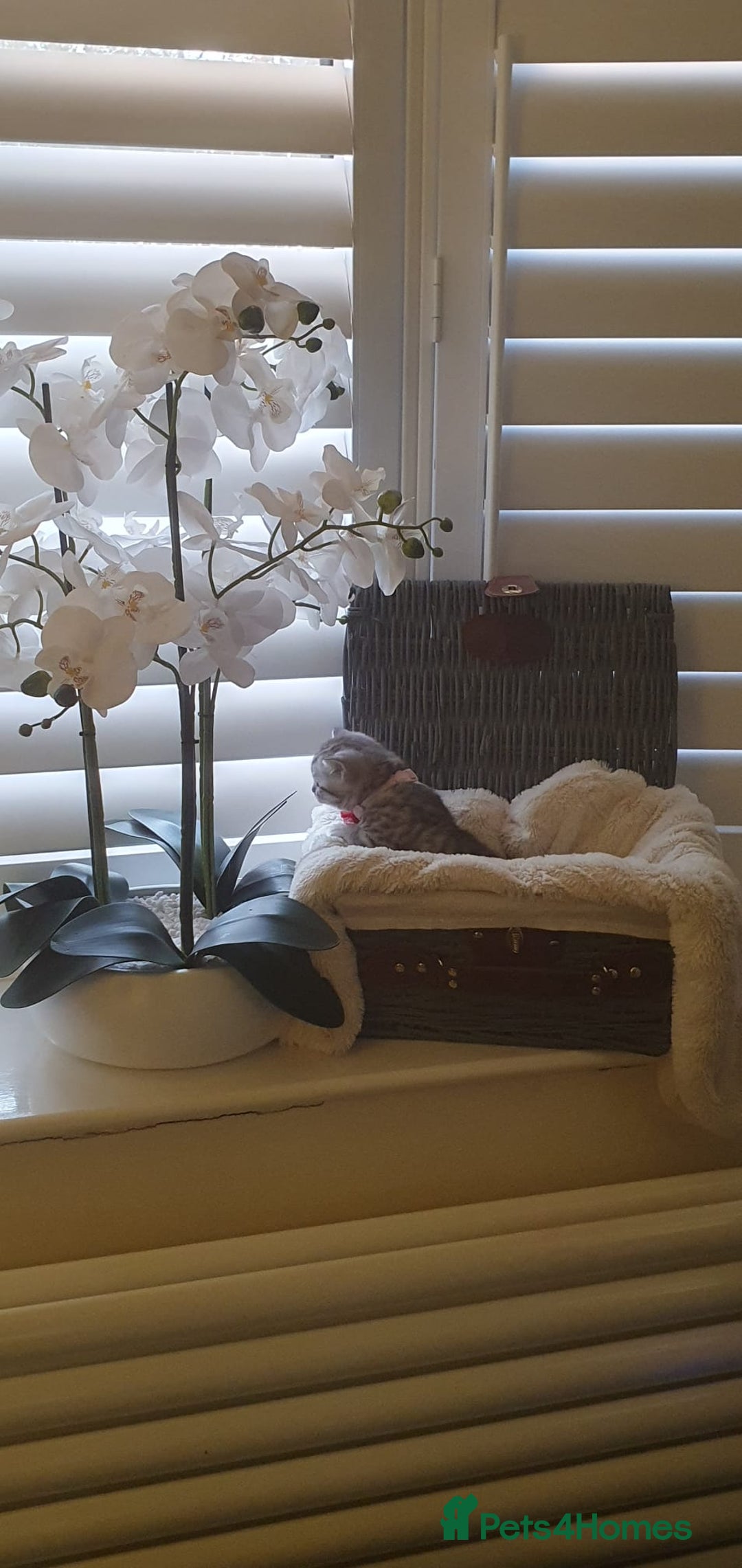 Scottish Fold cats for sale: 😻 Adorable Scottish Fold Kittens For Sale😻 - Image 14