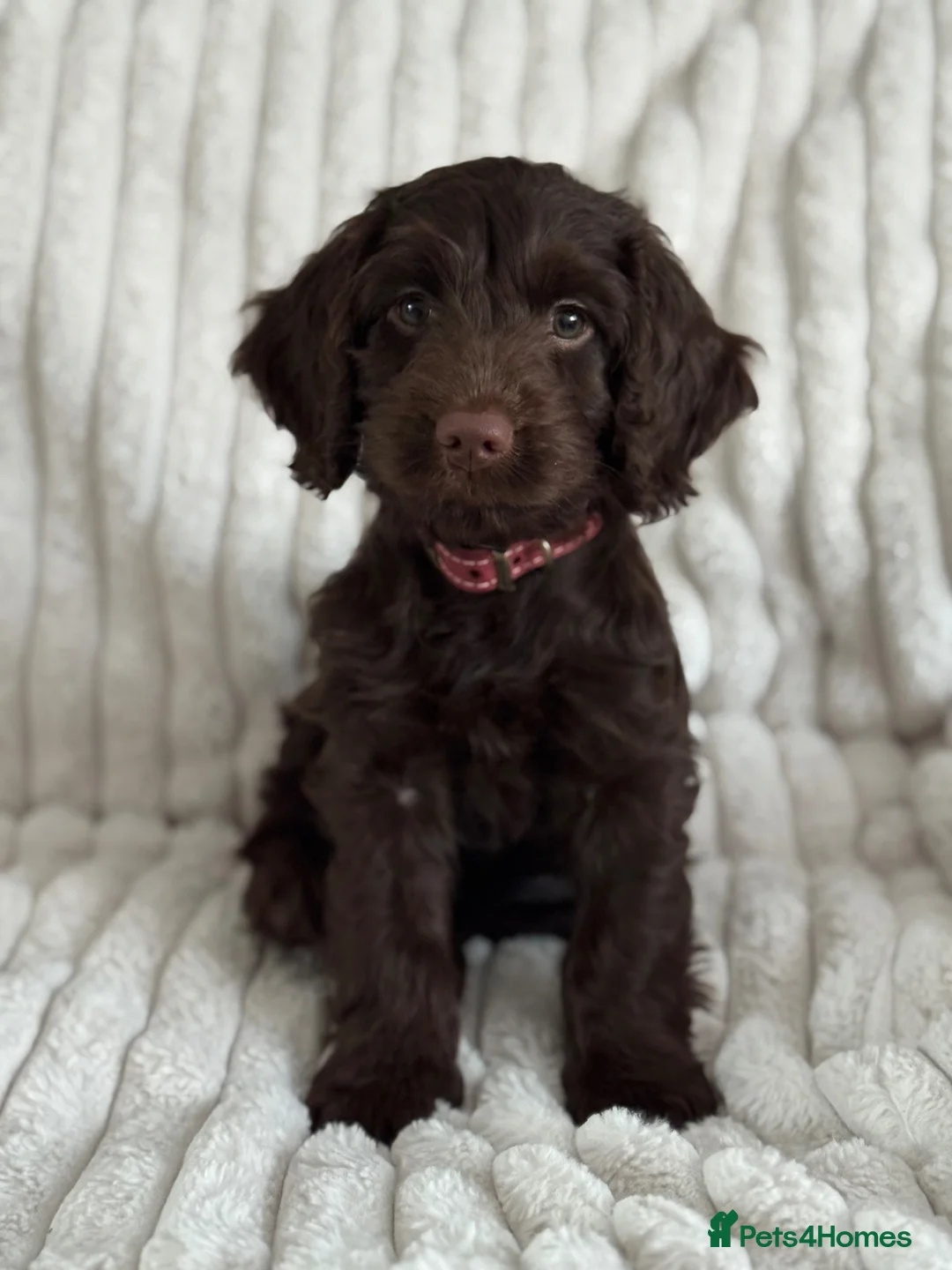 Cockapoo dogs for sale: Beautiful female F1 Cockapoo 5 months old - Advert 10
