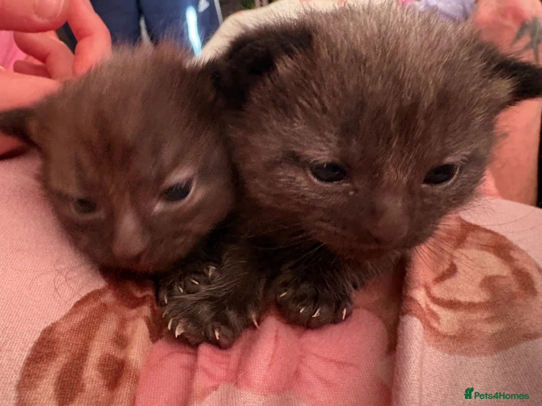 Mixed Breed cats for sale: Two male kitten  in Walsall - Advert 2