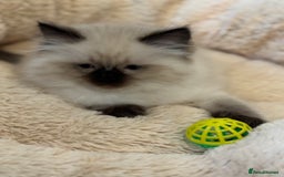 Ragdoll cats for sale: Beautiful Ragdoll Kittens - Advert 2