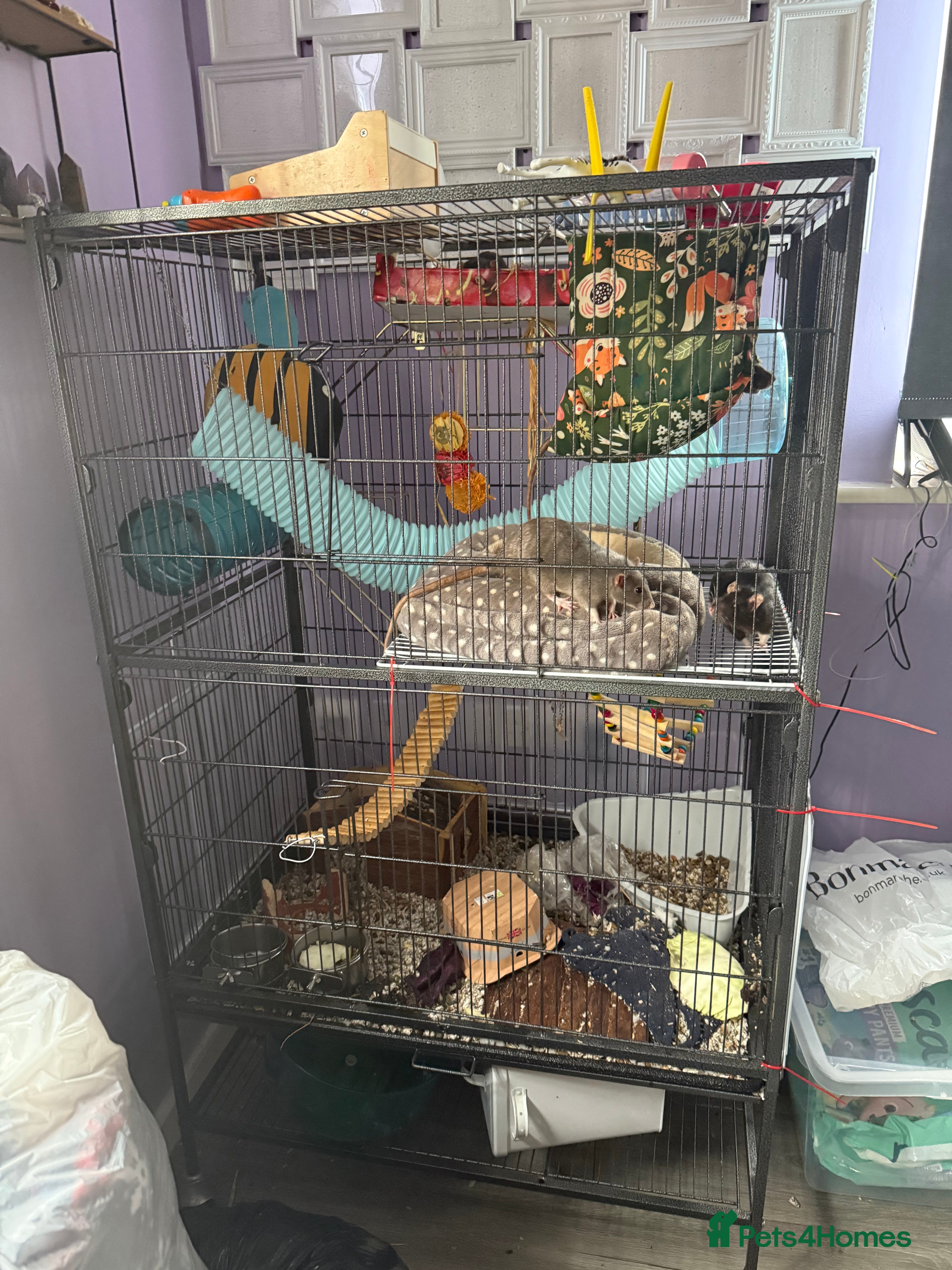 Rat rodents Two female rats with cage looking for new home - Advert 3