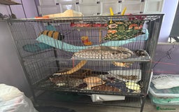 Rat rodents for sale: Two female rats with cage looking for new home - Image 1