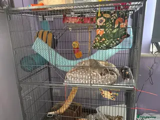 Rat rodents Two female rats with cage looking for new home - Advert 3