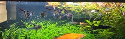 Angelfish fish for sale: Stunning stripes Angel Fish - Advert 14