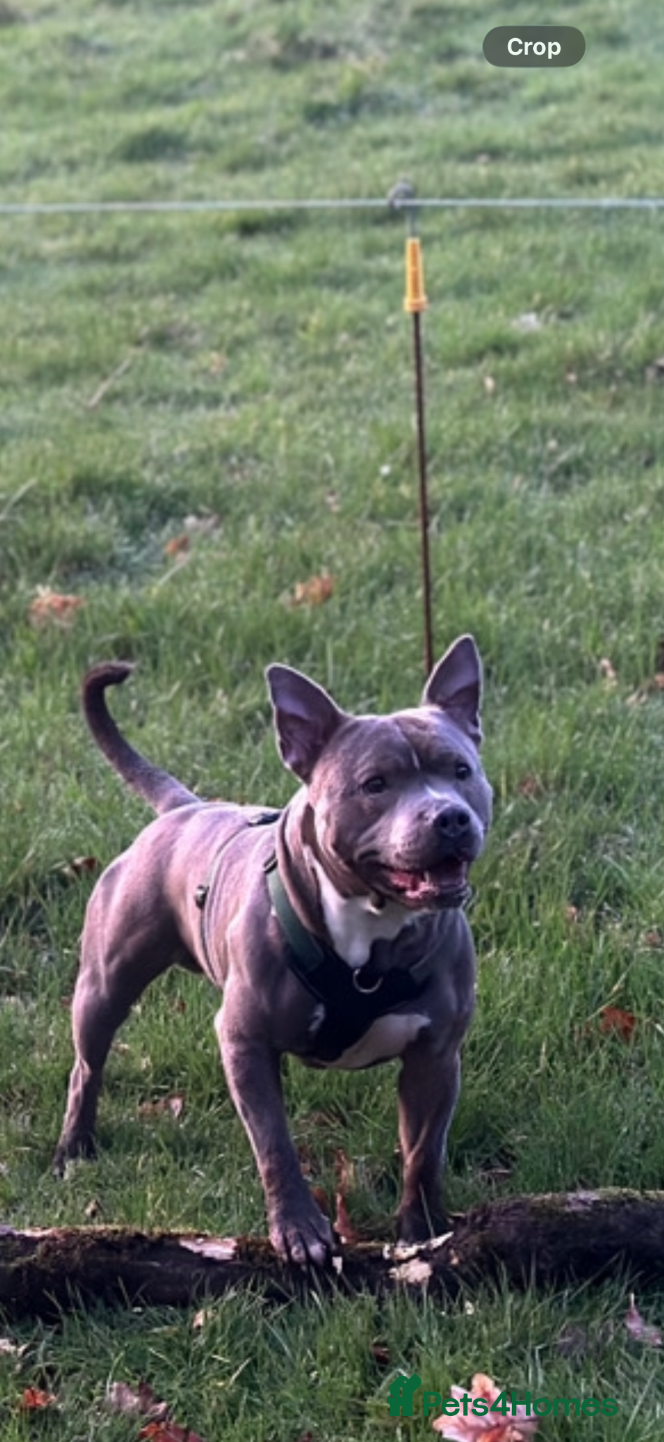 Staffordshire Bull Terrier dogs 🐶 BLUE STAFFY - STUD DOG - FIRST TIME 🐾 - Advert 7