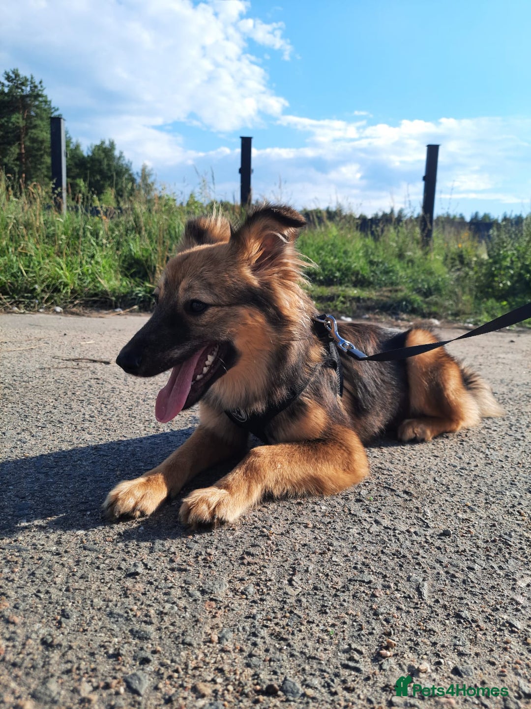 Mixed Breed dogs for adoption: 💖🐶 LINA 🐶💖 - Image 4