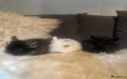 Lionhead rabbits for sale: Beautiful DoubleMane Lionhead Baby Bunnies/Rabbits - Image 1