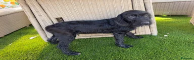 Labradoodle 1