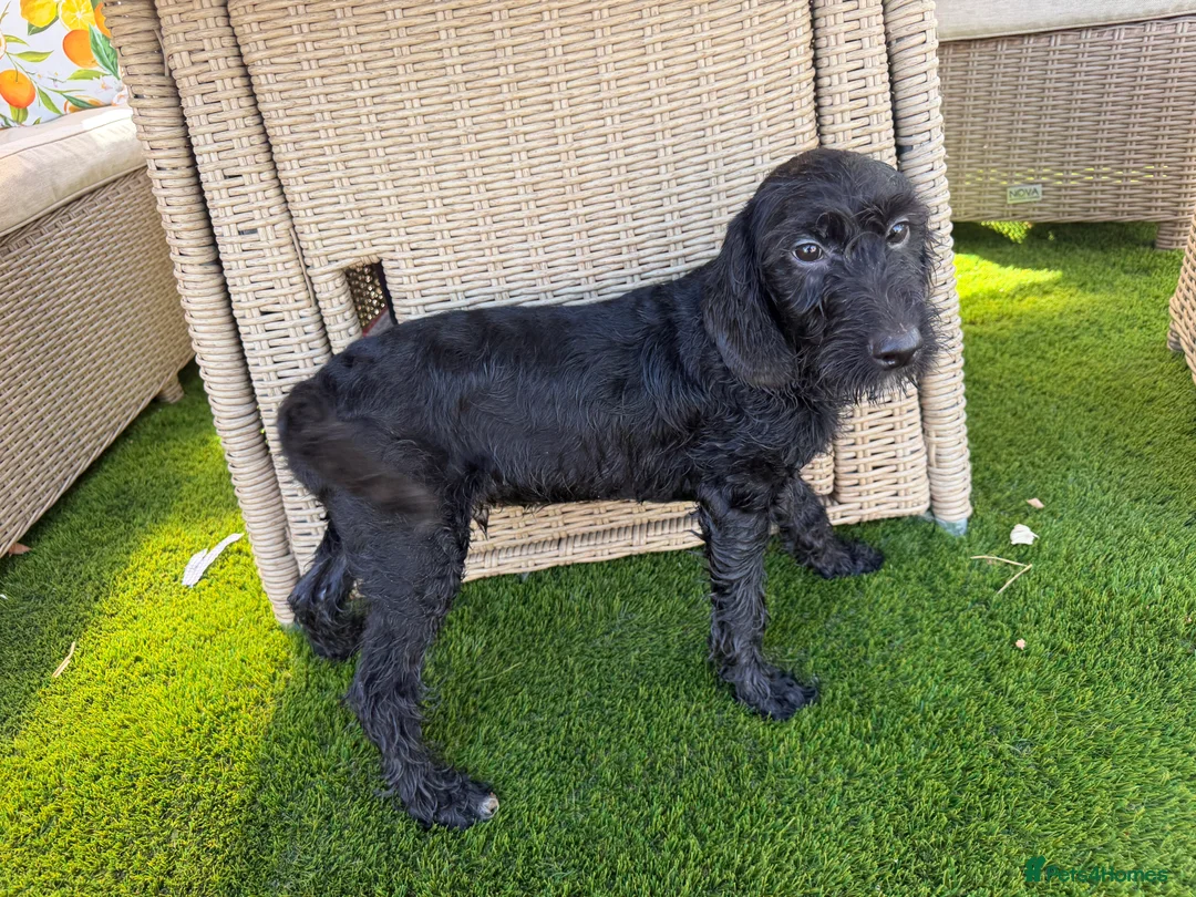 Labradoodle dogs for sale: Ready to leave. Beautiful puppies 😍😍 - Advert 14