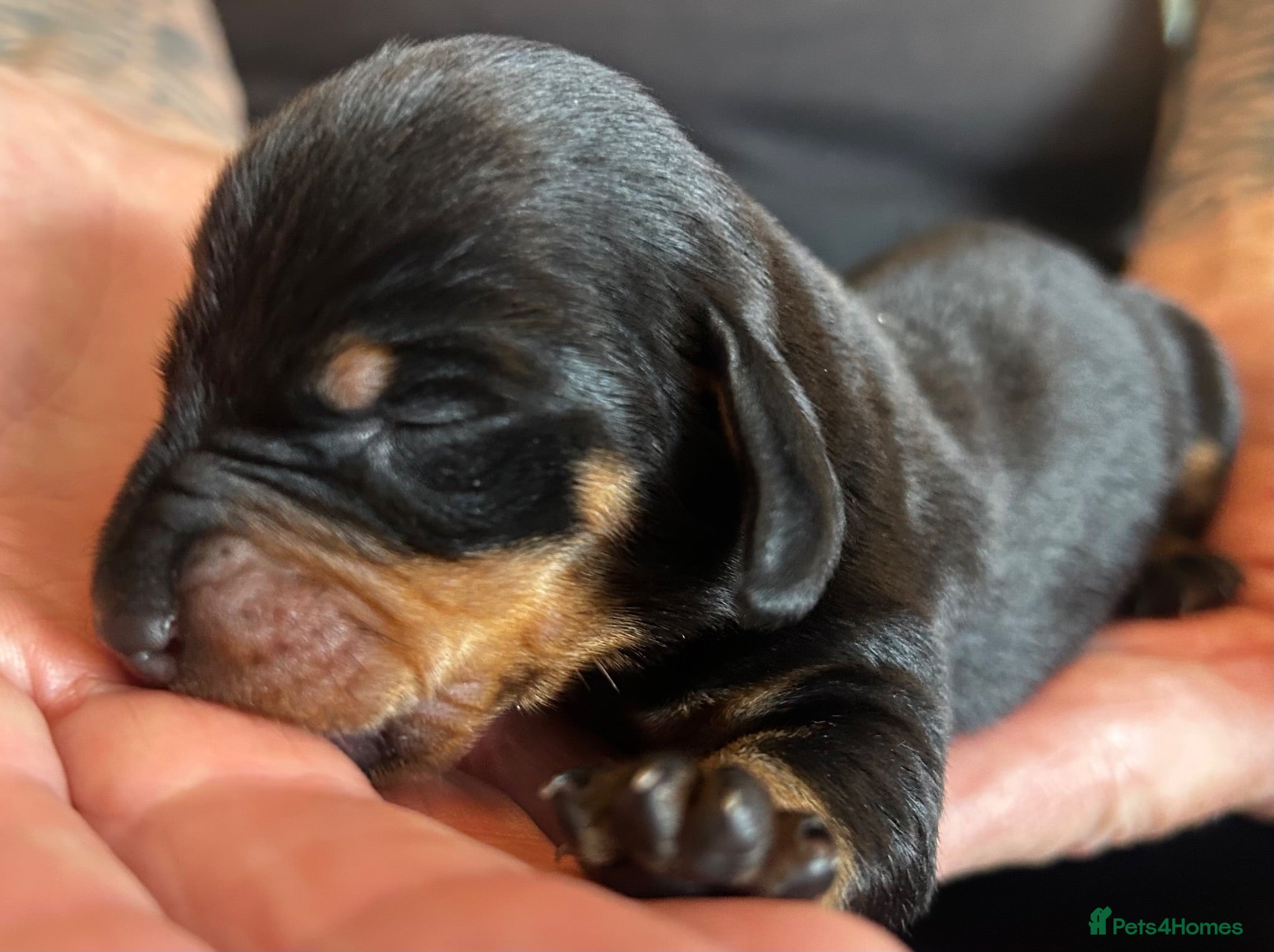 Dachshund dogs QUALITY KC STANDARD SMOOTH DAHSHUNDS  - Advert 2