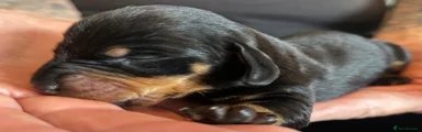 Dachshund 2