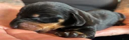 Dachshund dogs for sale: QUALITY KC STANDARD SMOOTH DAHSHUNDS  - Advert 2